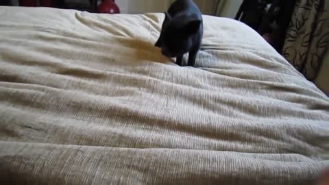 Funny Black Pig!!