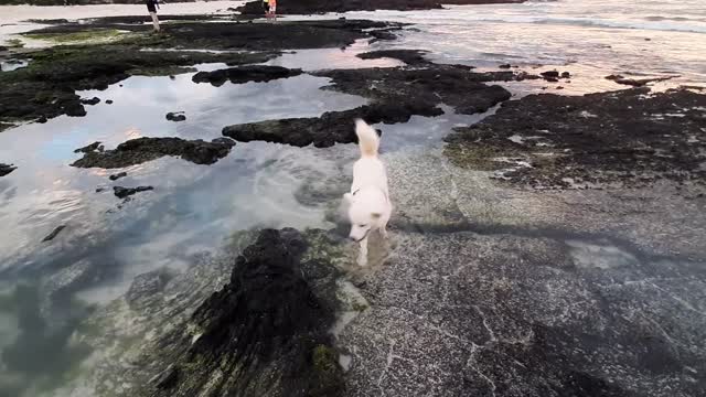 The dog wanted to jump after seeing an animal in the water