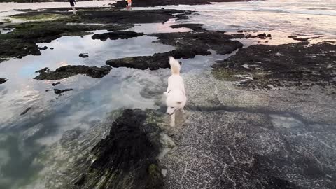 The dog wanted to jump after seeing an animal in the water