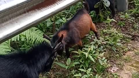 Goats cute