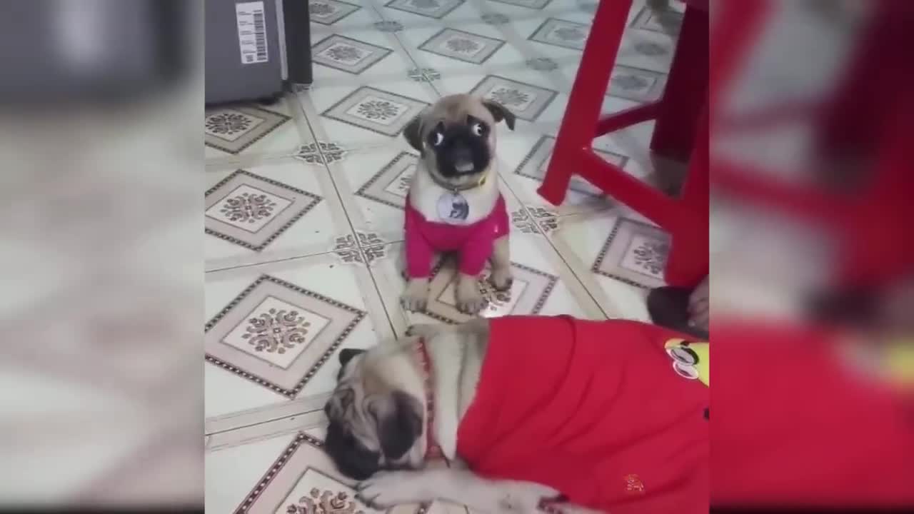Baby Dogs - Compilation of Cute and Funny Dog Videos #9