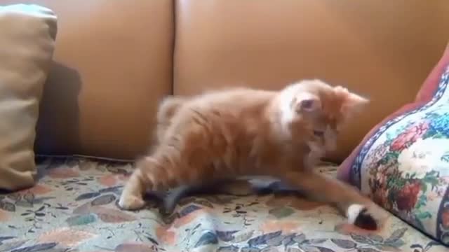 Cats funny video 😂😂 cute little cat play | #catslover