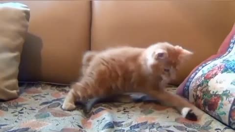 Cats funny video 😂😂 cute little cat play | #catslover