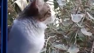 When cats long for the sound of birds