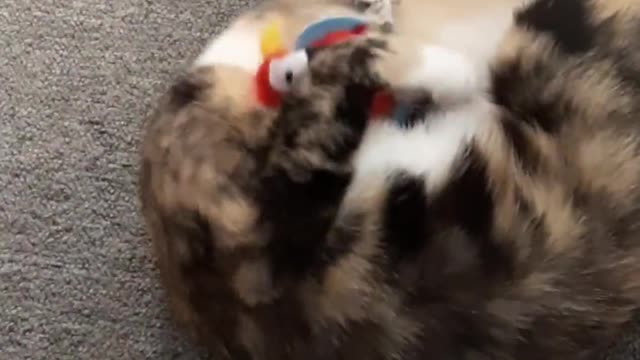A beautiful cat playing the game.