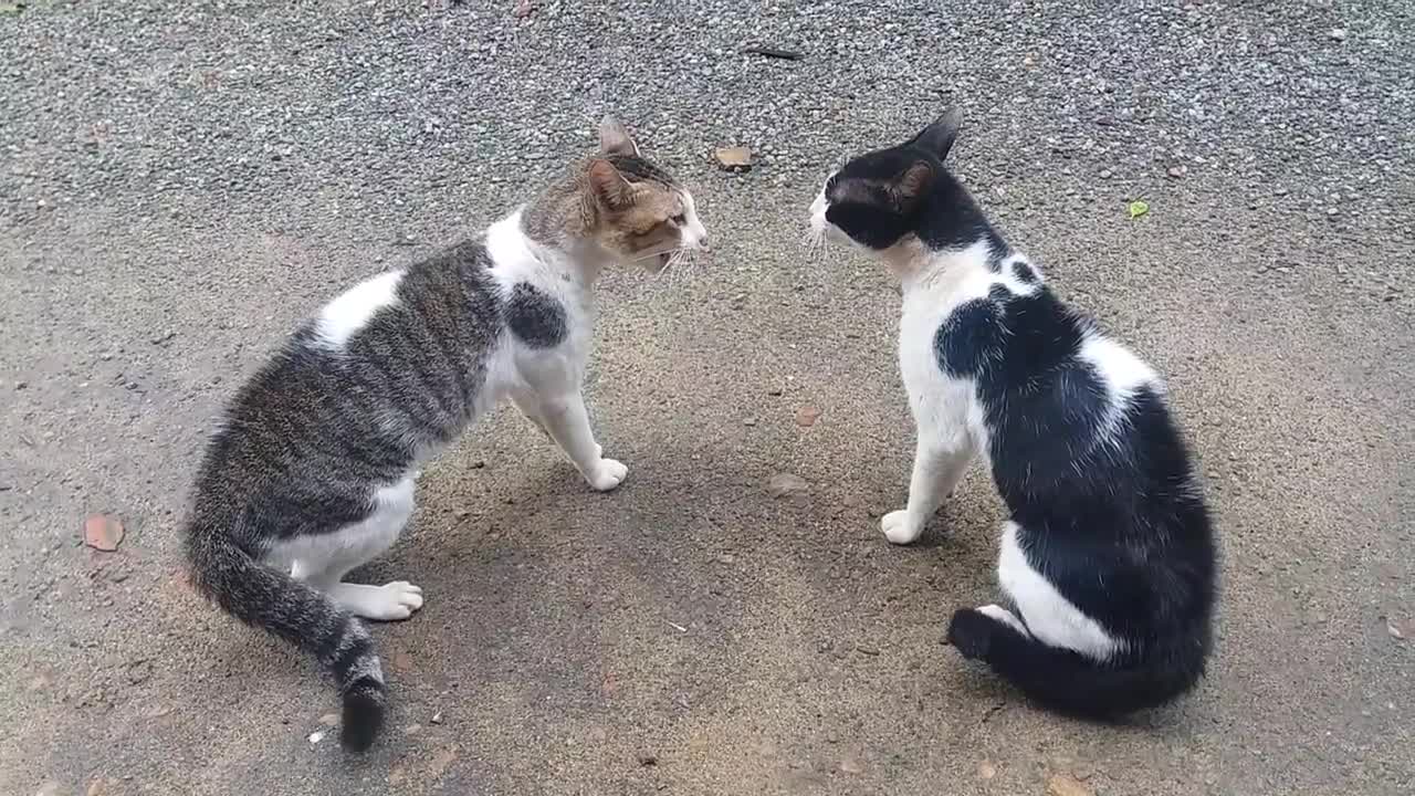 Funny cats