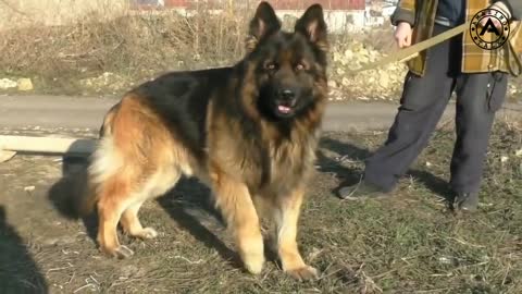Top 10 dangerous dogs in the world, entertainment