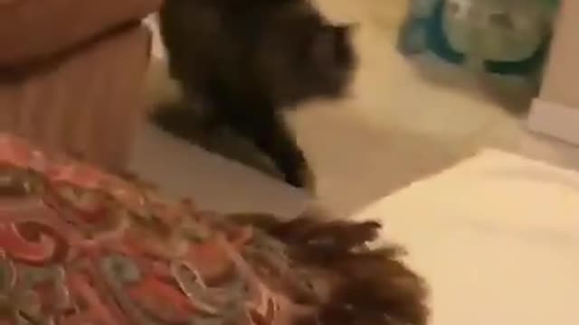 Vibes cat does ninja spin on other cat