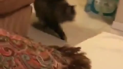 Vibes cat does ninja spin on other cat
