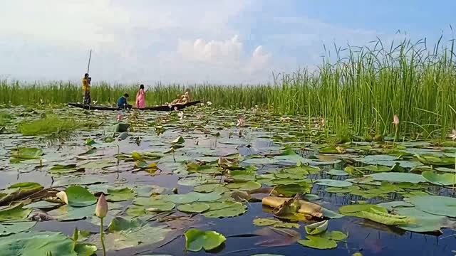 পদ্মের সমাহার । #পদ্ম_বিল । তেরখাদা, খুলনা | The Most #beautiful_place | vlog-35 | Likhon's worLd