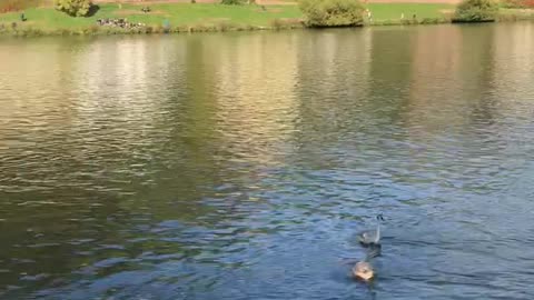 Relaxing time for docks in the river