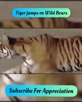 Rare tiger attack caught on camera