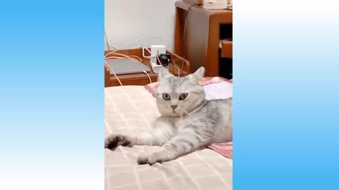 Funny and Cute Cat's Life 👯😺 Cats and Owners are the best friends Funny Cats Hd Videos #106 💗
