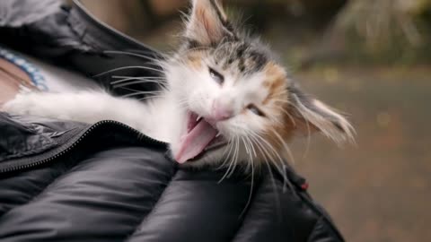 Cat with yellow eyes