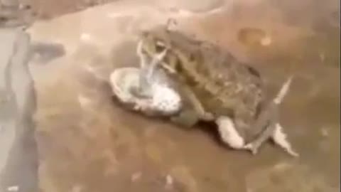 Funny frog sex😂😱😱