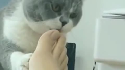 Funny Cat video 🐈🐈🐈