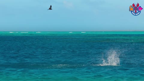 Cá săn chim Cá săn chim Cá săn chim