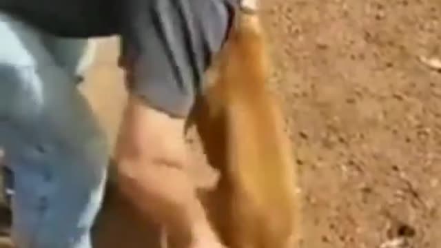 # Dog video # Dog Funny& Comedy#