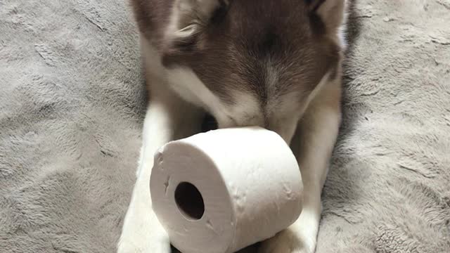 Husky Dog “Spirit”