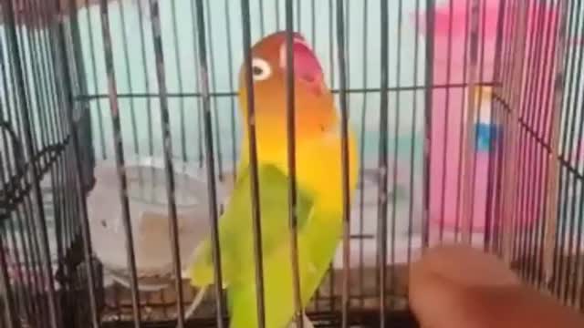 melodious bird