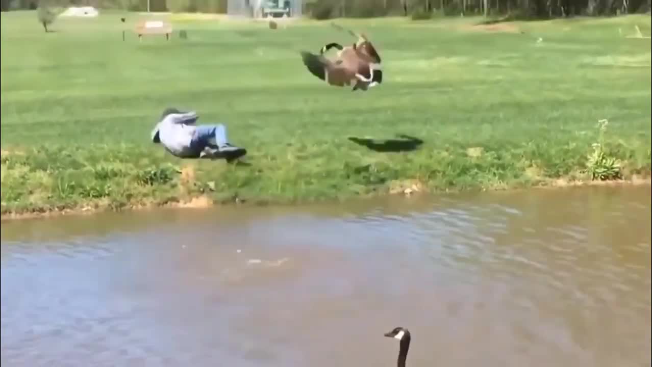 Funny Animals Attack