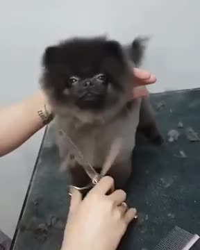 Cute Dog dancing to music while getting a haircut