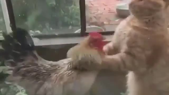 Cock vs pussy