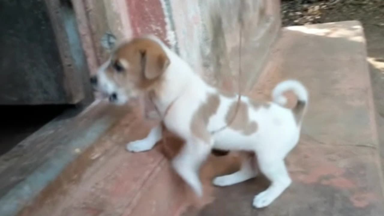 Dog Puppy-Cute Barking