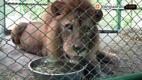 En un mes leones de Santander serán trasladados a Estados Unidos