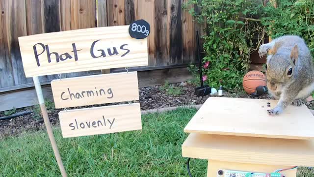 This guy is crazy, he builds a Perfect Squirrel Proof Bird Feeder