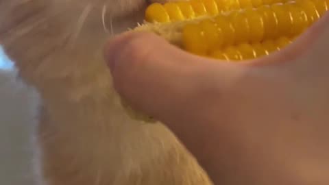 "Adorable! ASMR Cat Munches on Corn – Too Cute to Miss!"