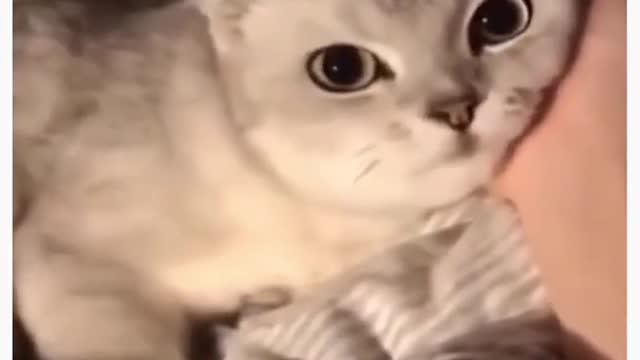 Cute cat video Funny video