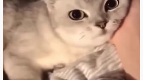 Cute cat video Funny video