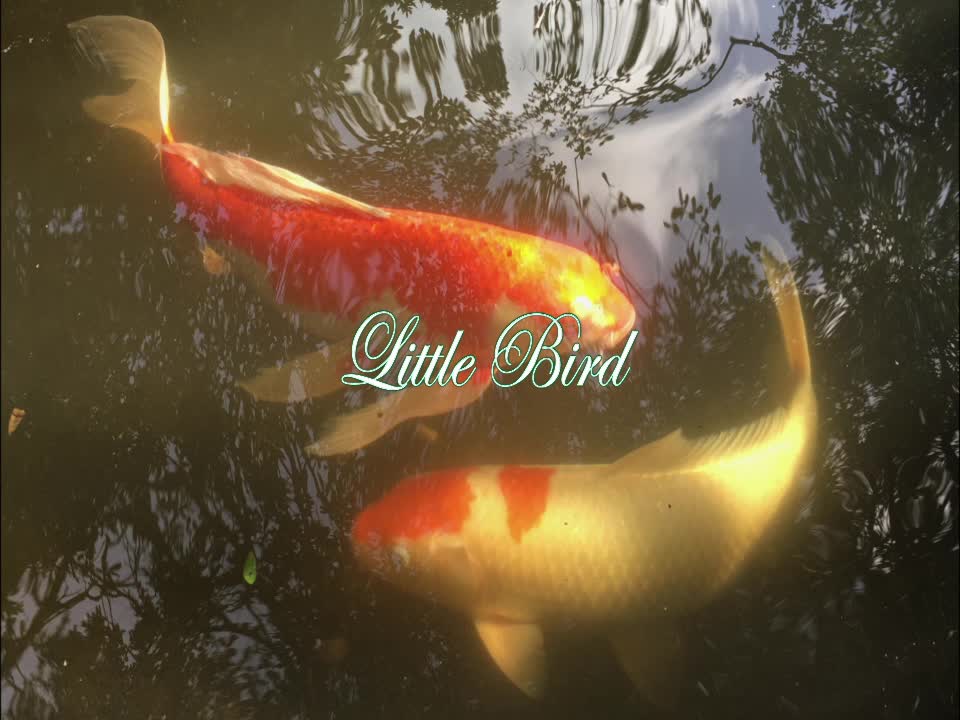 Little Bird - Solo Piano