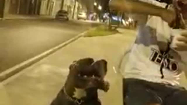 Cão treinado