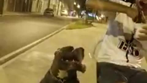 Cão treinado