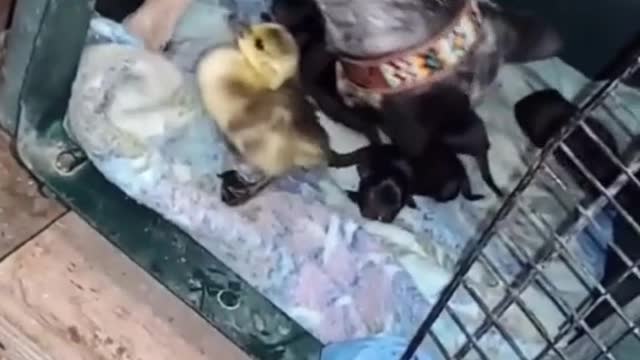 When the dog mistook the duck for his own