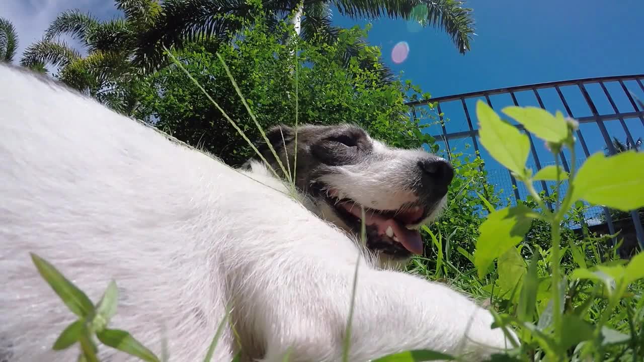 Happy Smiling Dog on Grass in Hot Summer Day