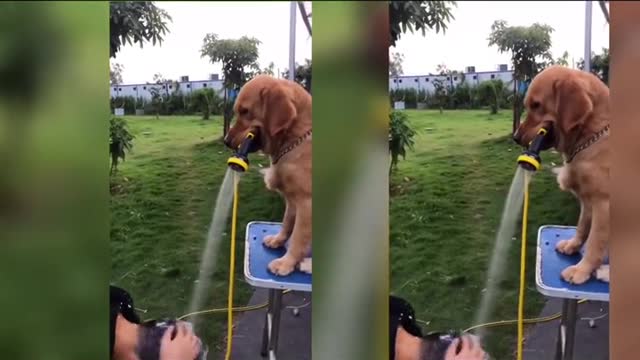 Puppy's daily funny moments