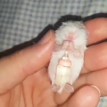 cute baby hamster