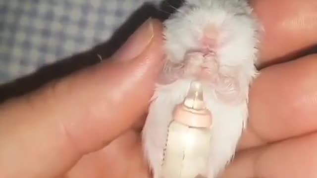 cute baby hamster