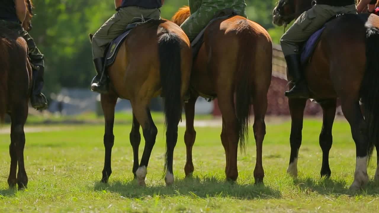 Harnessed horses with riders stand in line, rear view