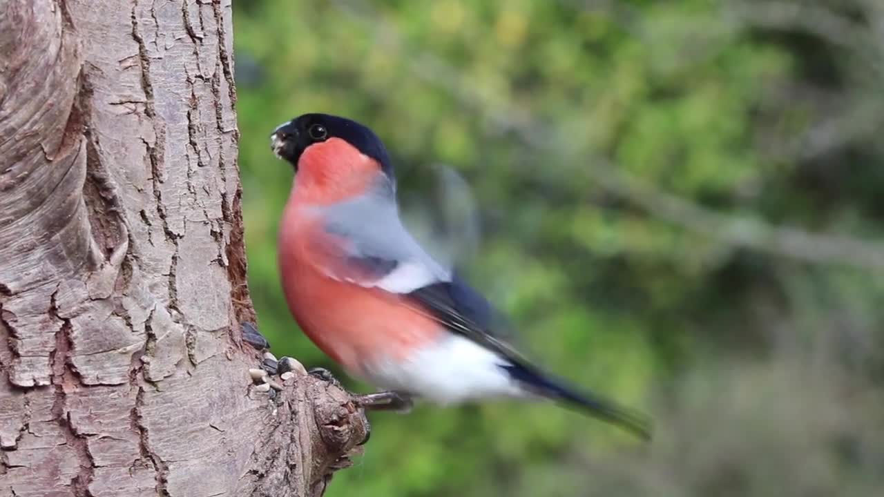 Uccellino e l'albero