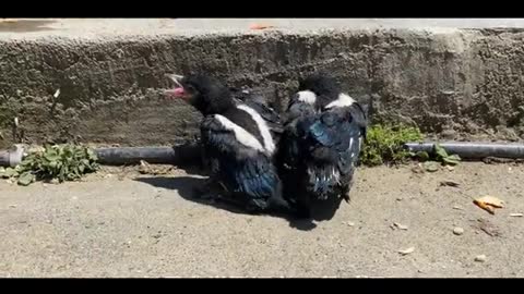 Newly hatched myna bird