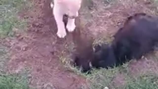 Our Beautiful Doxie Teaching her Lab/Husky Sister How to Dig