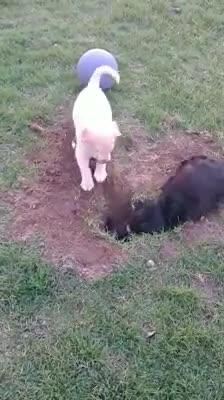 Our Beautiful Doxie Teaching her Lab/Husky Sister How to Dig