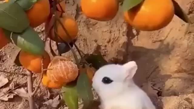 Cute little bunny