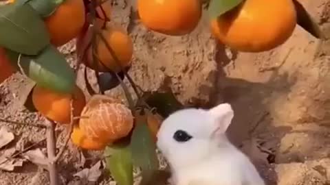 Cute little bunny