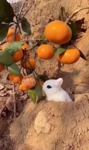 Cute little bunny