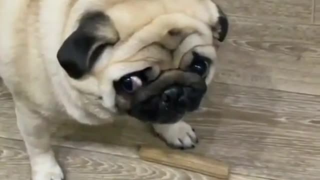 This pug will protect his treat at all costs